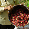 15 ARABICA COFFEE Tree Shrub Seeds - Grow your own coffee!