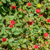 Red Indian Tuttifrutti Strawberry Seeds – Duchesnea Indica Flower Berry Fruit