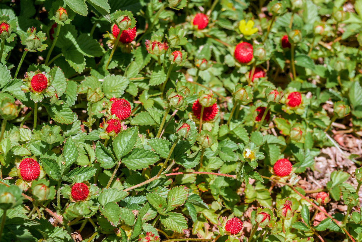 Red Indian Tuttifrutti Strawberry Seeds – Duchesnea Indica Flower Berry Fruit