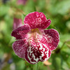 250 TIGER MONKEY Mixed Colors Mimulus Tigrinus Flower Seeds