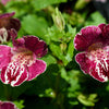 250 TIGER MONKEY Mixed Colors Mimulus Tigrinus Flower Seeds