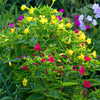 75 MIXED FOUR O CLOCK aka Marvel of Peru Mirabilis Jalapa Flower Seeds
