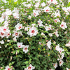 25 White & Hot Pink ROSE Of SHARON HIBISCUS Syriacus Flower Tree Bush Seeds