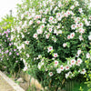 1000 BULK Mixed Colors ROSE Of SHARON HIBISCUS Syriacus Flower Tree Shrub Seeds