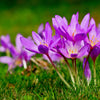 10 AUTUMN CROCUS Colchicum Autumnale Meadow Saffron Flower Seeds