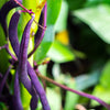 40 Royalty PURPLE POD BEAN Phaseolus Vulgaris Vegetable Seeds