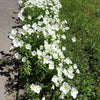 250 WHITE Pale EVENING PRIMROSE (White Buttercup / Sundrops) Oenothera Pallida Flower Seeds