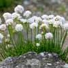 50 SEA THRIFT Armeria Maritima California Sea Pink Cliff Rose Cushion Pink Lavender Native Maritime Flower Seeds
