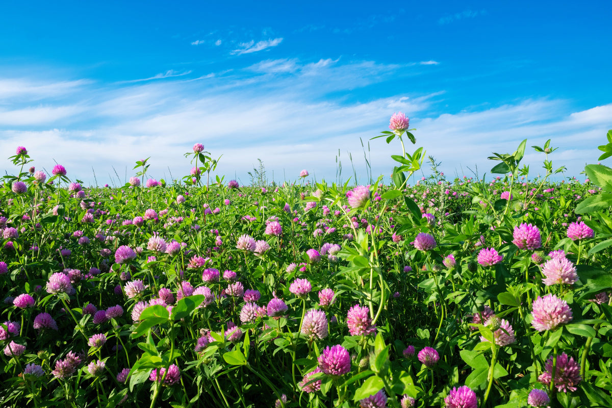 Red Clover Seeds – Monarchs Trifolium Pratense Rose Mauve Flower Ground Cover – photo 7