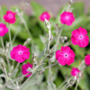 200 Organic ROSE CAMPION Magenta Silver Catchfly Lychnis Silene Coronaria Flower Seeds