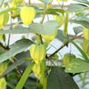 200 GRANDE Rio VERDE TOMATILLO Green Physalis Ixocarpa Vegetable Seeds