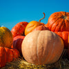 25 MAMMOTH GOLD PUMPKIN Cucurbita Maxima Carving Pie Vegetable Seeds