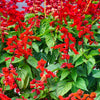 400 SCARLET SAGE (Lady-In-Red Salvia / Blood Sage / Red Texas Sage) Salvia Coccinea Flower Seeds