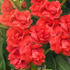 100 Mixed Dwarf TOM THUMB IMPATIENS Balsamina - Sun or Shade - Double Purple, Red, White, Pink, & Orange Flower Seeds