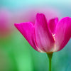 Mixed Colors California Poppy (Ballerina / Mission Bells) Eschscholzia Californica Flower Seeds – photo 21