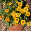 100 YELLOW GAILLARDIA (Blanket Flower / Indian Blanket) Gaillardia Aristata Flower Seeds