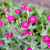 200 Organic ROSE CAMPION Magenta Silver Catchfly Lychnis Silene Coronaria Flower Seeds