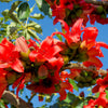 10 RED SILK COTTON Tree Bombax Ceiba Kapok Tropical Flower Seeds