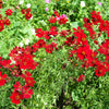 500 RED Dwarf PLAINS COREOPSIS Coreopsis Tinctoria Flower Seeds