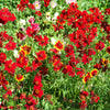 500 RED Dwarf PLAINS COREOPSIS Coreopsis Tinctoria Flower Seeds