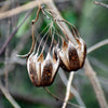 20 SLENDER DUTCHMAN'S PIPE Pipevine Aristolochia Debilis Deep Purple Flower Herb Vine Seeds