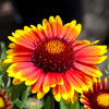 100 ARIZONA SUN GAILLARDIA Pulchella Indian Blanket Flower Seeds