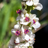 100 MIXED COLORS VERBASCUM Verbascum Phoeniceum Flower Seeds