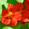 25 Dwarf RED EMPRESS NASTURTIUM Tropaeolum Nanum Hummingbird Flower Seeds