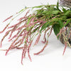 100 PINKWEED Smartweed Pink Knotweed Polygonum Wetland Flower Herb Seeds