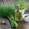 1000 LONG ISLAND Mammoth DILL Anethum Graveolens Herb Flower Seeds