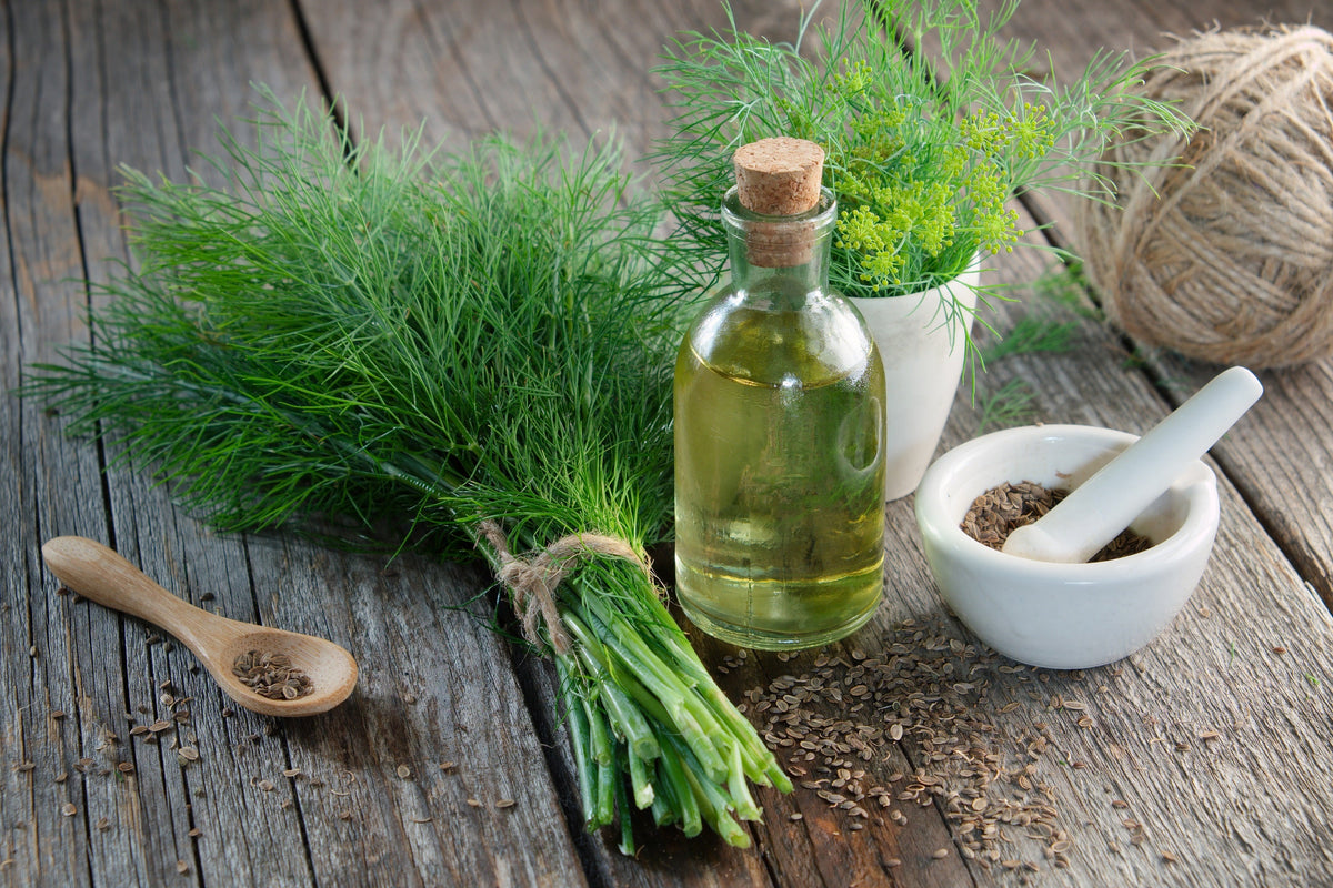 Long Island Mammoth Dill Anethum Graveolens Herb Flower Seeds
