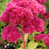 10 EMPEROR'S WAVE SEDUM Red Upright Telephium Succulent Stonecrop Flower Hylotelephium Seeds