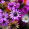 300 IMMORTELLE IMMORTAL MIX Xeranthemum Paper Daisy Everlasting Flower Seeds
