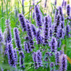 1000 TRUE BLUE HYSSOP Hyssopus Officinalis Thymus Hyssopus Herb Blue Violet Flower Seeds