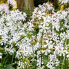 50 WHITE ROCK SOAPWORT Saponaria Vaccaria Alba Flower Seeds