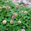 300 STRAWBERRY HEADED CLOVER Palestine Trifolium Fragiferum Pink Flower Seeds