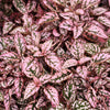 10 Dwarf PINK POLKA DOT PLANT Splash Select Hypoestes Phyllostachya Flower Houseplant Seeds