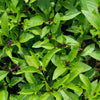 Licorice Basil Ocimum Basilicum Herb Flower Seeds