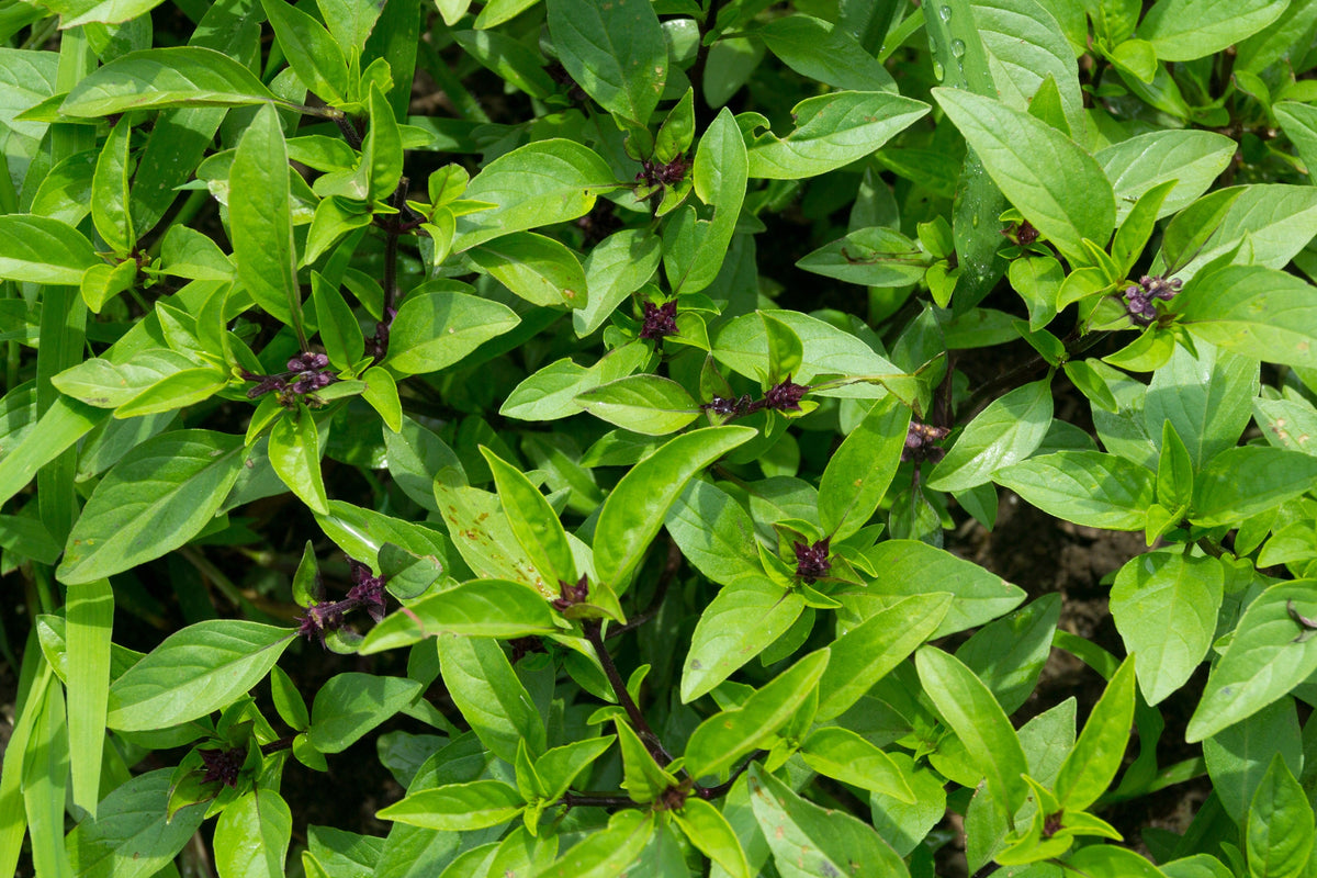 Licorice Basil Ocimum Basilicum Herb Flower Seeds