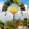 10 TRAVELLER'S PALM TREE Ravenala Madagascariensis Flower Houseplant Seeds