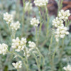 150 White PUSSYTOES Cats Paws Antennaria Flower Seeds