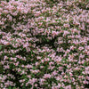 10 BEAUTY BUSH SHRUB Beautybush Kolkwitzia Amabilis Pink & White Flower Red Berry Seeds