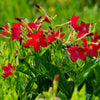 100 Red CRIMSON KING NICOTIANA (Ornamental Flowering Tobacco) Nicotiana Affinis Flower Seeds
