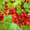 20 Red WAX CURRANT Edible Fruit Berries Pink Flowers Shrub Ribes Cereum Seeds