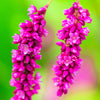 10 KISS ME OVER THE GARDEN GATE Princess Feather Polygonum Orientale Persicaria Orientalis Magenta Pink Flower Herb Seeds