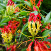 10 RED GLORIOSA LILY Flame Lily Gloriosa Superba Red & Yellow Flower Vine Seeds