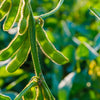 20 Edamame BE SWEET SOYBEAN Glycine Max Soy Bean Green / Yellow Vegetable Seeds