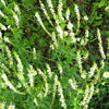 1500 WHITE Blossom SWEET CLOVER Melilotus Officinalis Alba Albus Sweetclover Honey Clover Flower Seeds