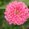250 LUMINOSA PINK ZINNIA Elegans Flower Seeds