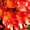 10 SUNSET BOULEVARD PRIMROSE Orange Evening Oenothera Versicolor Sundrops Flower Seeds
